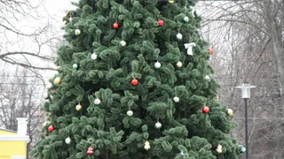 В Рязани устанавливают елку на площади Ленина