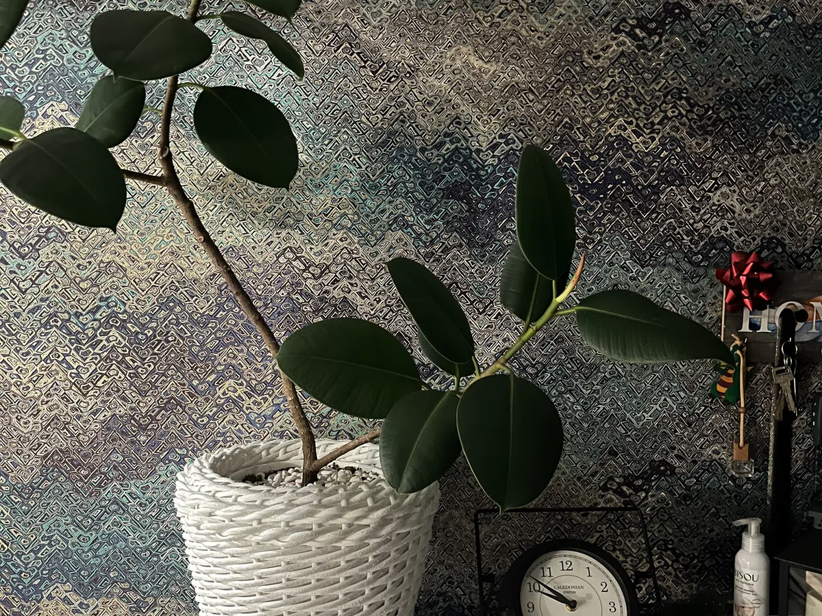 Ставить только сюда: найдено идеальное место для фикуса - и зеленью порадует, и богатство притянет