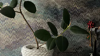 Ставить только сюда: найдено идеальное место для фикуса - и зеленью порадует, и богатство притянет