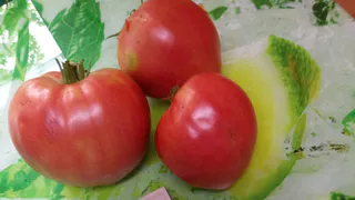 Огородники расхватали этот сорт за 10 минут - уход минимальный, а урожая - 25 кг с "квадрата". Точно посажу в 2026