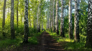 В Кузнецком районе открыли новое школьное лесничество для учеников