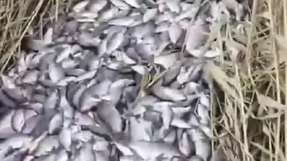 Прокуратура Магнитогорска расследует массовую гибель рыбы на юге Челябинской области