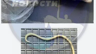 Жительница Пензы в одном из гипермаркетов города купила рыбу с аскаридами