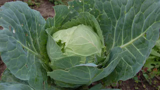 Избавляюсь от капустных гусениц за 3 дня без химии. Дедовский способ работает лучше средств из магазина 