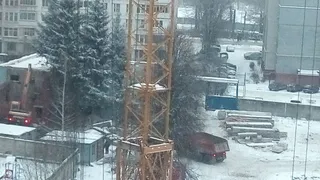 Рязанцы просят застройщика не рубить старинные ели на Мервинской