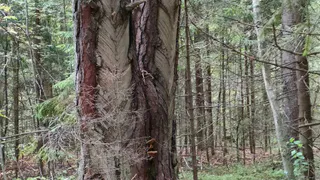 Сбор популярной ягоды отныне запрещён: россиянам грозят крупные штрафы