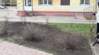 В Брянске в сквере «Покорителям космоса» высадили 35 кустов спиреи