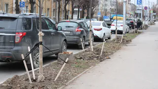 В центре Рязани на выходных высадили почти 80 деревьев