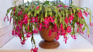 Три легких приема — и дохлый декабрист выпустит цветы: как стимулировать зимнее цветение ленивой и чахлой шлюмбергеры