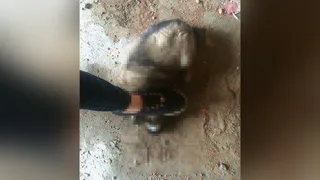 Адвокаты "хабаровских живодерок" обжаловали их арест