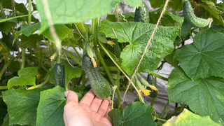 Огурцы плодоносят до морозов, если подкормить их сейчас «хвойным» раствором: совет агронома