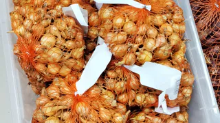 Россельхознадзор запретил ввоз в Челябинскую область 22 тонн изюма и 44 тонн лука