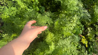 1 ложка в ведро — и морковь будет размером с кабачок: крупная и сладкая, как мед