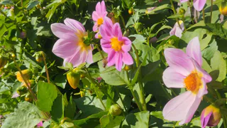 Сад будет расти сам: 5 видов цветов для посева в сентябре, чтобы забыть о хлопотах весной