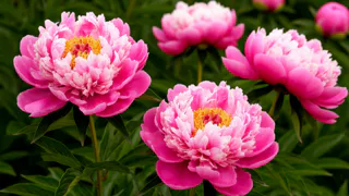 Для пышного цветения пионам — обязательно: 2 стакана и 15 гр. в ведро — и куст будет благоухать 2 месяца 