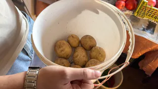 Нашел дешевый порошок для погреба: картошка лежит до весны без гнили и запаха - будто только из земли