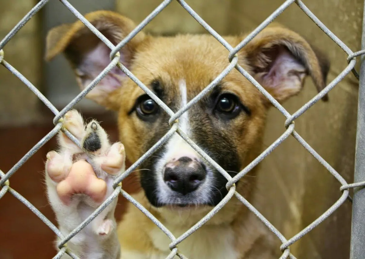 «ДоброЛапки»: нижнекамка презентует проект помощи бездомным животным на федеральном конкурсе