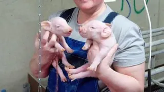 Александровскую свинину будут поставлять в Китай