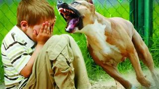 Названы районы области где высок риск быть покусанными собаками