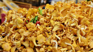 Родственник рыжика - плотный, сладкий и мясистый: грибники его обходят стороной, а зря!