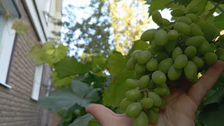 Не малиновое и не клубничное: теперь всегда готовлю варенье из винограда «Золотинка - получается настоящий деликатес, мои домашние