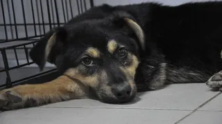 Топором по голове или Как питомцы нижнекамцев попадают в приют