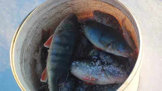 В Коми объявлена война браконьерам: регион усилит контроль за незаконным рыболовством