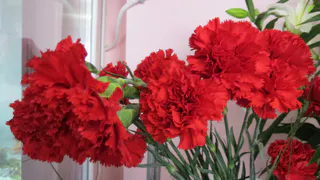 Рязань украсят цветами Победы