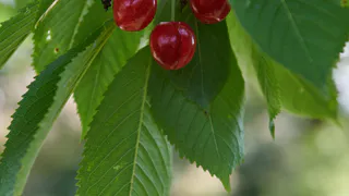 Вишне весной — первым делом: 3 стакана под каждый куст — и ягод нарастет тьма, урожай придется собирать мешками