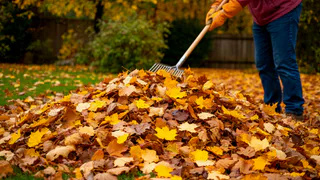 Сгребаю опавшие листья в 3 места на участке: весной получу тройную пользу