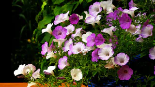 Бросаю 2 ложки этого удобрения - и петунии цветут пышными шапками даже зимой - бутоны прут как сумасшедшие