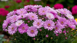 Самый эффектный из многолетников: цветет все лето без перерыва, каждую тонкую веточку украшает цветная пена из лепестков