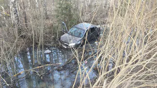 Под Рязанью водитель чудом успел уйти от столкновения с лосем