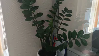 Для насыщения листочков толстянке — первым делом: 1 стакан в горшок — и суккулент мясистый и "жирненький"