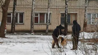 «Насквозь прокусили позвоночник»: в Пензе две агрессивные собаки напали на девушку с домашним питомцем