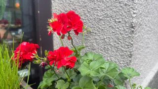 Как в магазине: две схемы подкормок для мощного цветения герани - рассказал бывалый цветник 