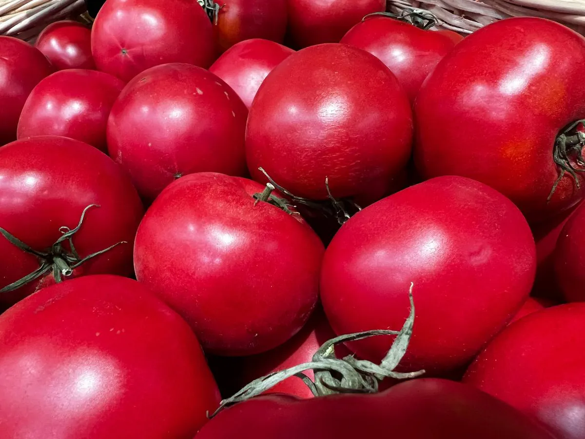 20 гр. в воде — и помидоры плодоносят как бешеные до самой осени: урожай собираем мешками, до 7 кг с 1 куста