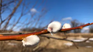 Теплый вторник: ожидается дождь и температура до +12 градусов