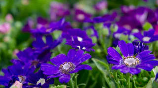 Многолетники, которые я сею под зиму: ноябрь — идеальное для этого время