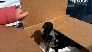 Школьники и учителя спасли ворону в Казане