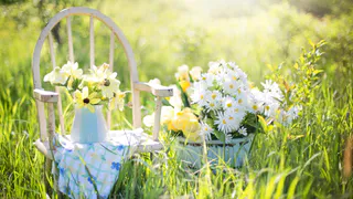 Сую таблетку в спатифиллум — получаю "фонтан цветов": аптечный совет для всех ленивых цветоводов