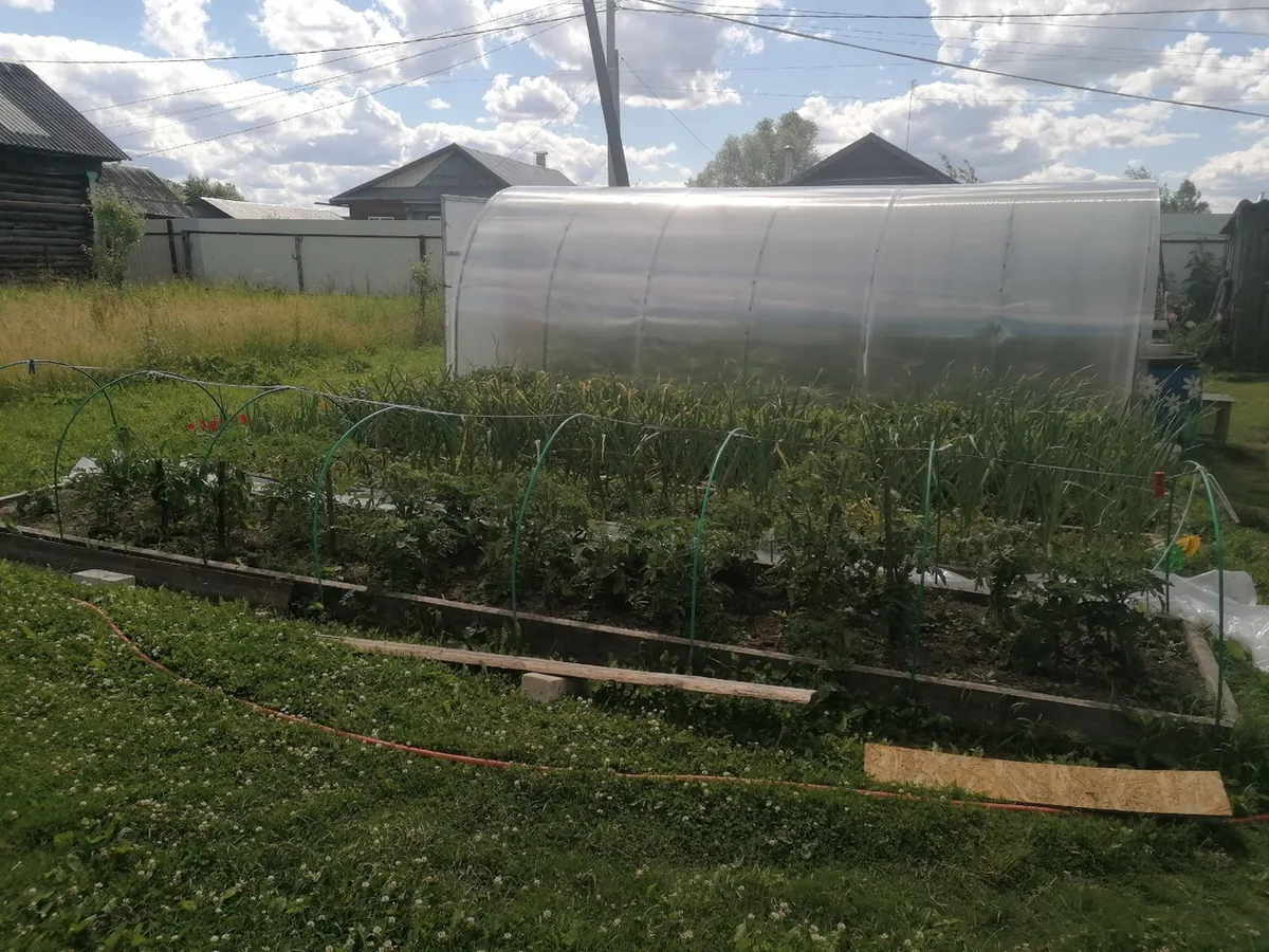 Муравьи сгинут навсегда без помощи химии: полейте растения этим чудо-раствором