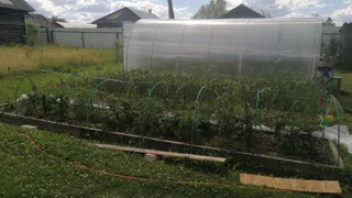 Посыпьте участок этим: защитите растения от болезней, муравьев и грызунов - универсальное средство