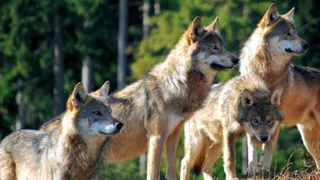 В Менделеевском районе волки загрызли 26 овец