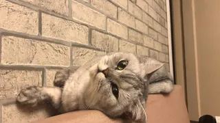 Горячие пушистики лета: голосование началось!