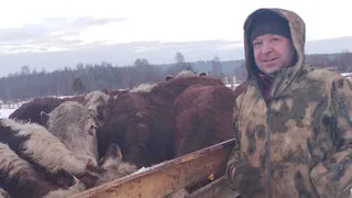 Фермеры в Коми претендуют на гранты для развития мясного скотоводства и ягодоводства