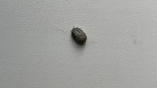 В Коми почти 400 человек пострадали от укусов клещей за неделю