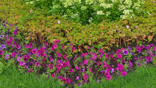 Заменила петунию на цветок-фейерверк: один раз кидаю семена в землю — каждый май клумба встречает яркими эмоциями