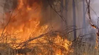 Пожароопасное время: владимирцев призывают воздержаться от сжигания мусора