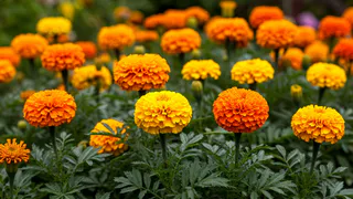 Великая польза бархатцев для дачников: как с пользой можно применять бархатцы в саду и огороде